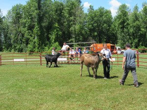 Open 4-H Beef Calf Rally