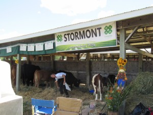 Open 4-H Beef Calf Rally