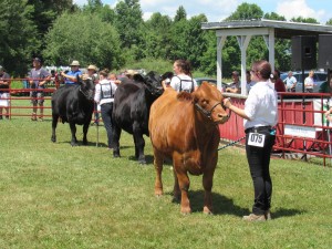 Open 4-H Beef Calf Rally