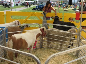 Petting Zoo